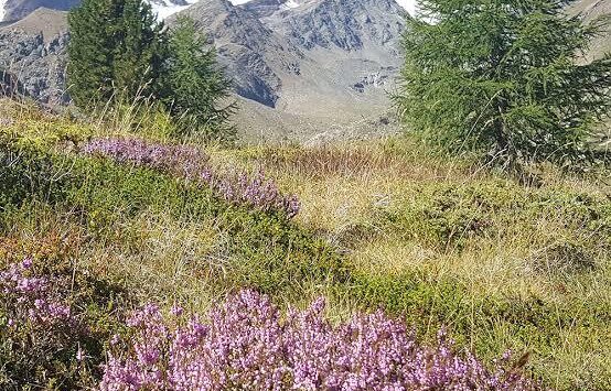 Camminare in Montagna e lo yoga. Camminare in Montagna e lo yoga.