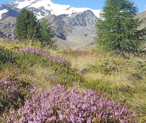 Camminare in Montagna e lo yoga.