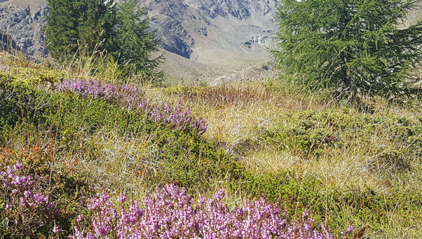 Camminare in Montagna e lo yoga.